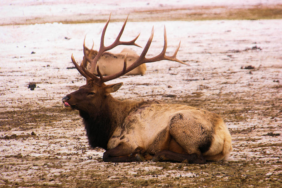 Bull elk licking his muzzle Photograph by Jeff Swan