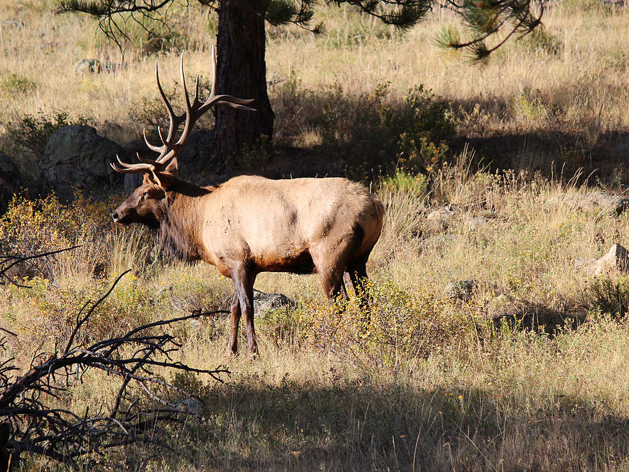 Rocky Mountain National Park Photograph - Bull Elk by Lorraine Baum