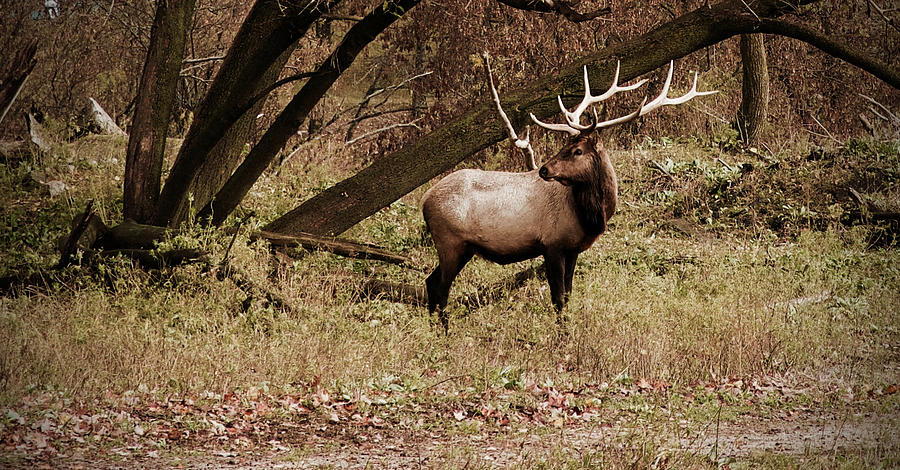 Bull Elk Photograph by Michael Peychich