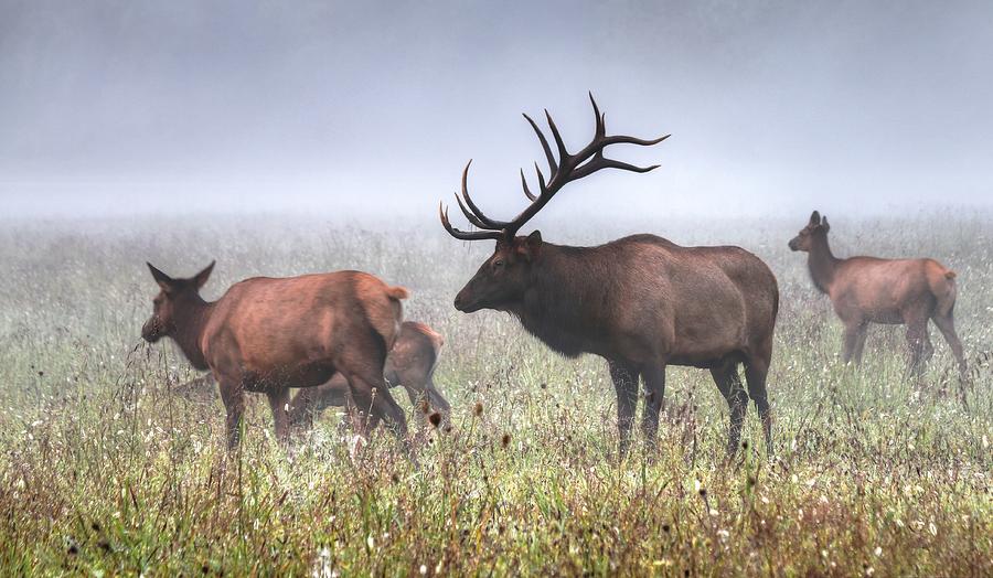 Bull Elk Misty Morning Photograph by Carol Montoya