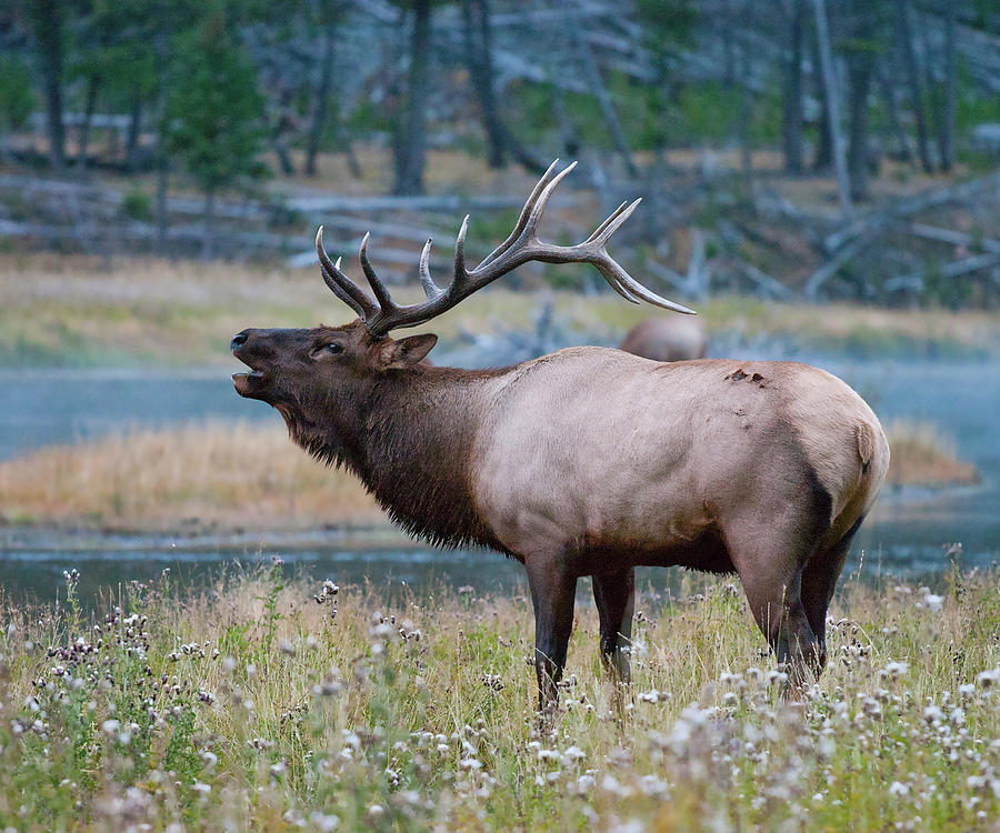 Bull Elk Next to River Photograph by Wesley Aston