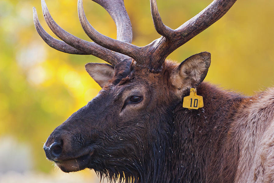 Bull Elk Number 10 Photograph by Mark Miller
