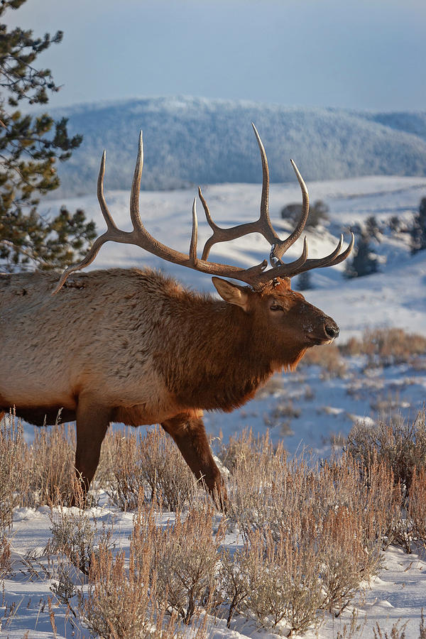 Bull Elk on a Winter Day Photograph by Mark Miller
