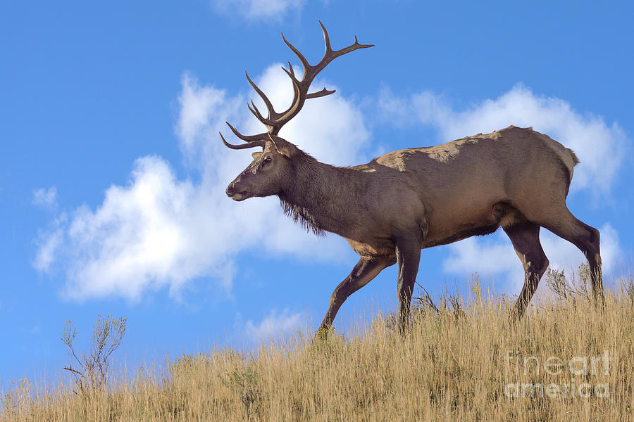 Bull Elk on Ridge Photograph by Jerry Fornarotto