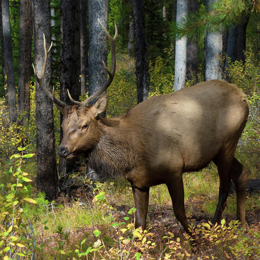 Bull Elk on Signal Mountain Photograph by Kathleen Bishop