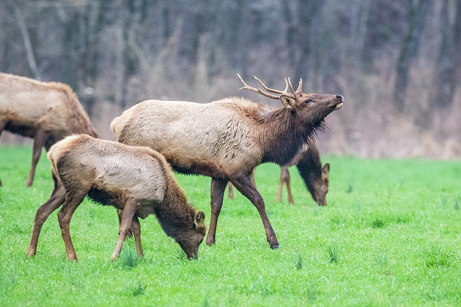 Bull Elk Photograph by Paul Freidlund