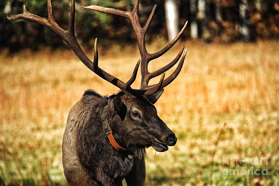 Bull Elk Photograph by Paul Mashburn