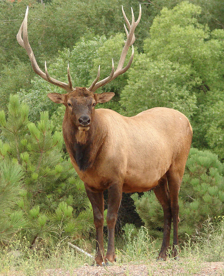 Male Elk Wildlife Wild Resting Stag Antlers-20 Inch By 30 