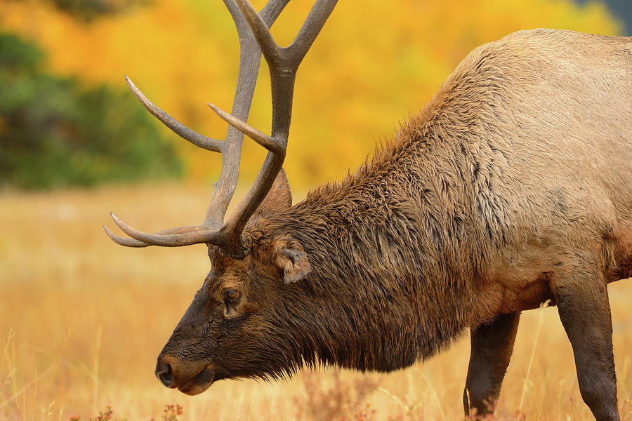 Bull Elk Portrait Photograph by Greg Norrell