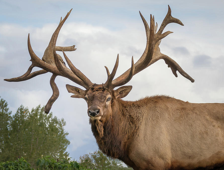 Bull elk portrait Photograph by Sandy Roe