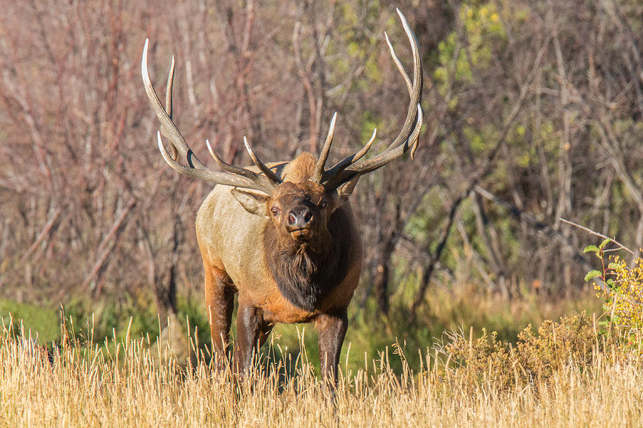 Bull Elk Prepares For Battle Photograph By Tony Hake - Fine Art America