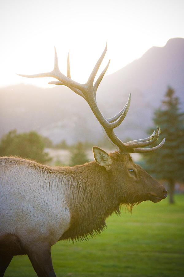 Bull Elk Profile Photograph by James BO Insogna