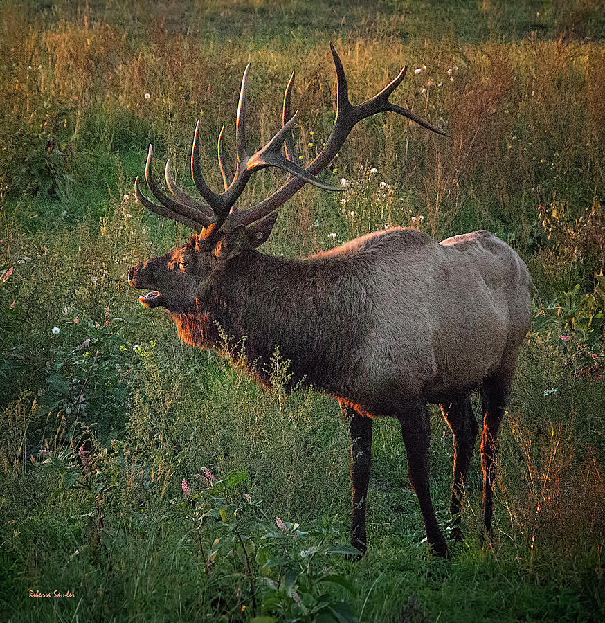 Bull Elk Photograph by Rebecca Samler