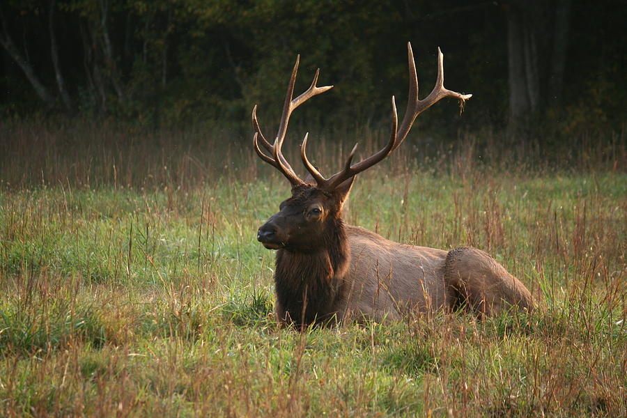 Bull Elk Photograph - Bull Elk resting in Cataloochee Valley by Bill Setliff