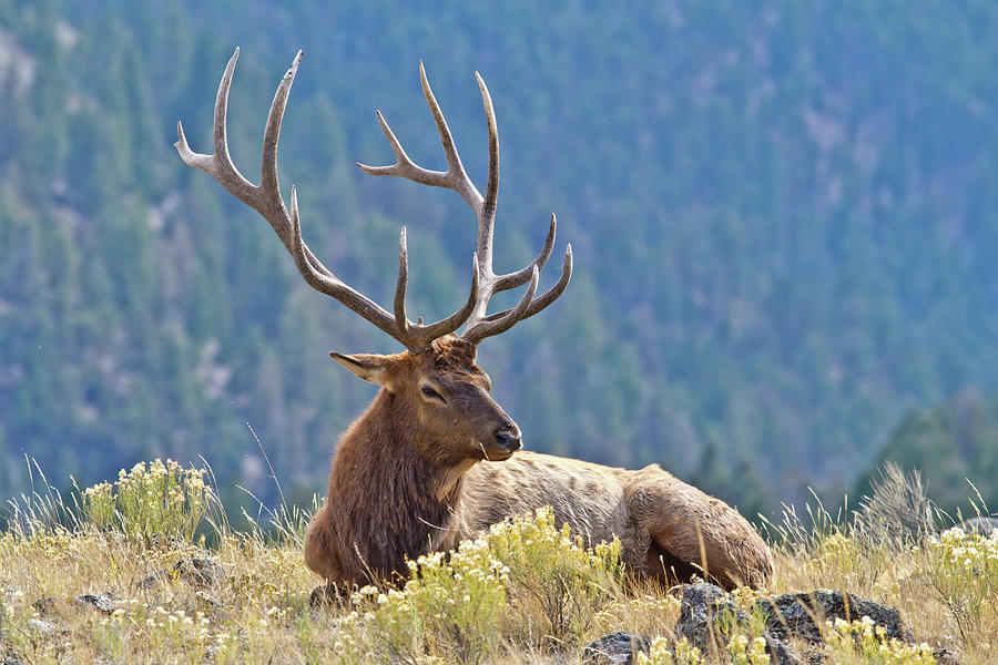 Bull Elk Resting Photograph by Wesley Aston