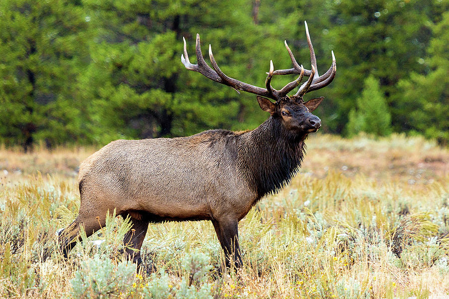 Bull Elk Photograph by Rodney Cammauf