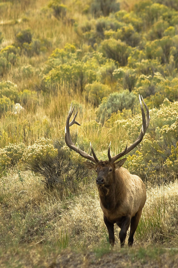 Bull Elk Photograph by Roger Mullenhour