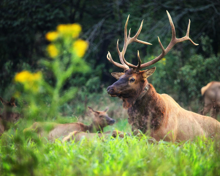 Bull Elk Rutting in Boxley Valley Photograph by Michael Dougherty