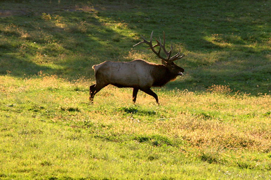 Allegheny National Forest Photograph - Bull Elk by Sandy Fraser
