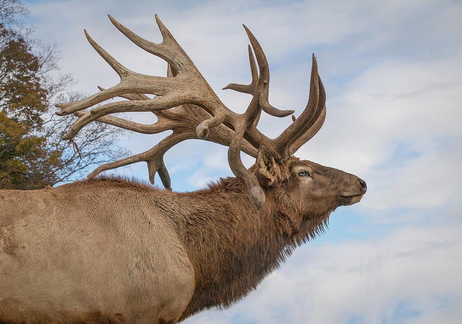 Bull elk side shot Photograph by Sandy Roe