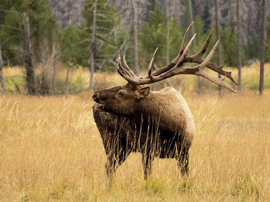 Bull Elk sideview Photograph by Kelly Kennon - Fine Art America