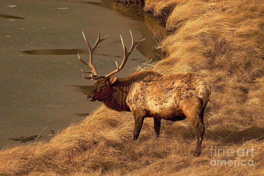 Bull Elk-Signed  #0736 Photograph by J L Woody Wooden