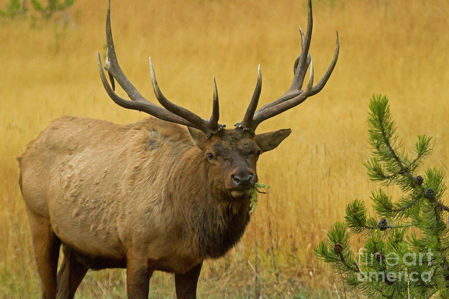 Bull Elk-Signed-#1122 Photograph by J L Woody Wooden