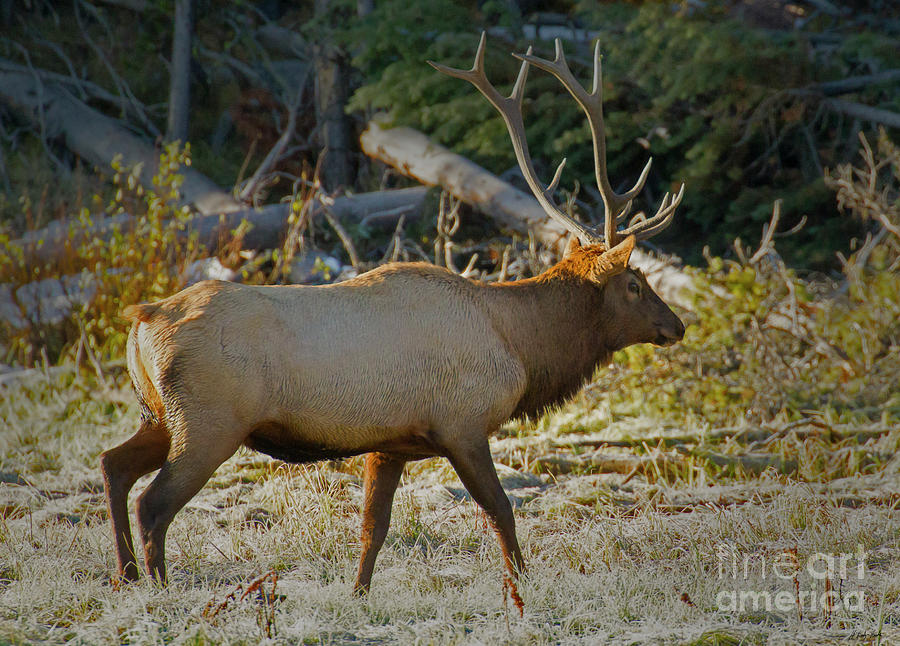 Bull Elk-signed-#1138 Photograph