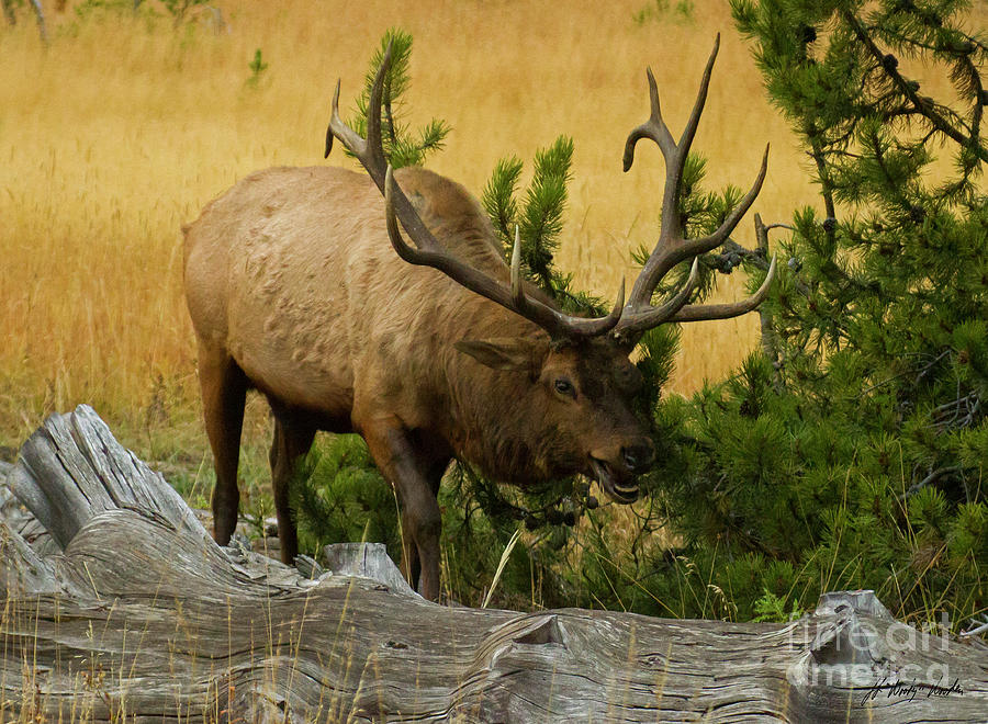 Bull Elk-Signed-#1144 Photograph by J L Woody Wooden