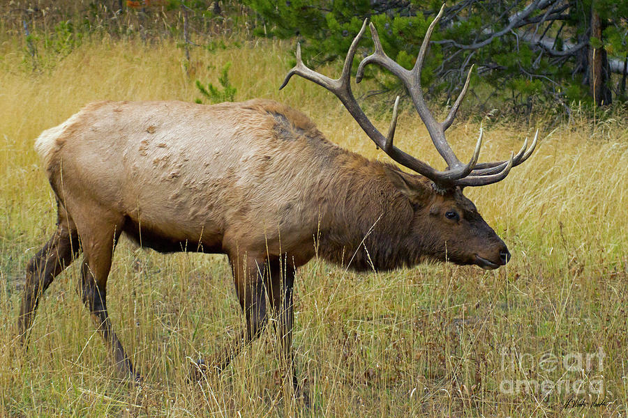 Bull Elk-Signed-#1294 Photograph by J L Woody Wooden