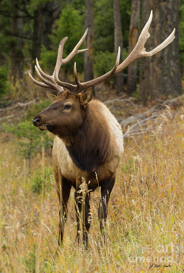 Bull Elk-Signed-#6585 Photograph by J L Woody Wooden