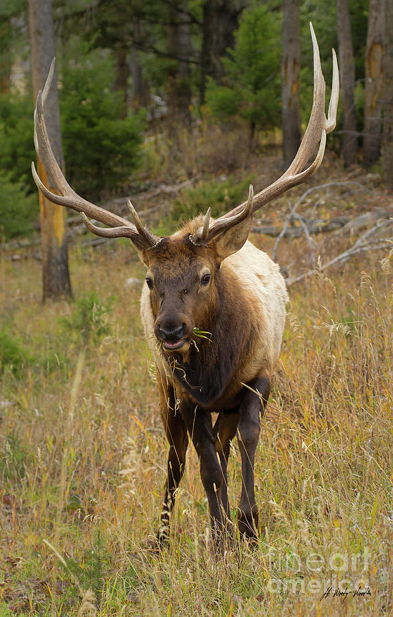 Bull Elk-Signed-#6600 Photograph by J L Woody Wooden