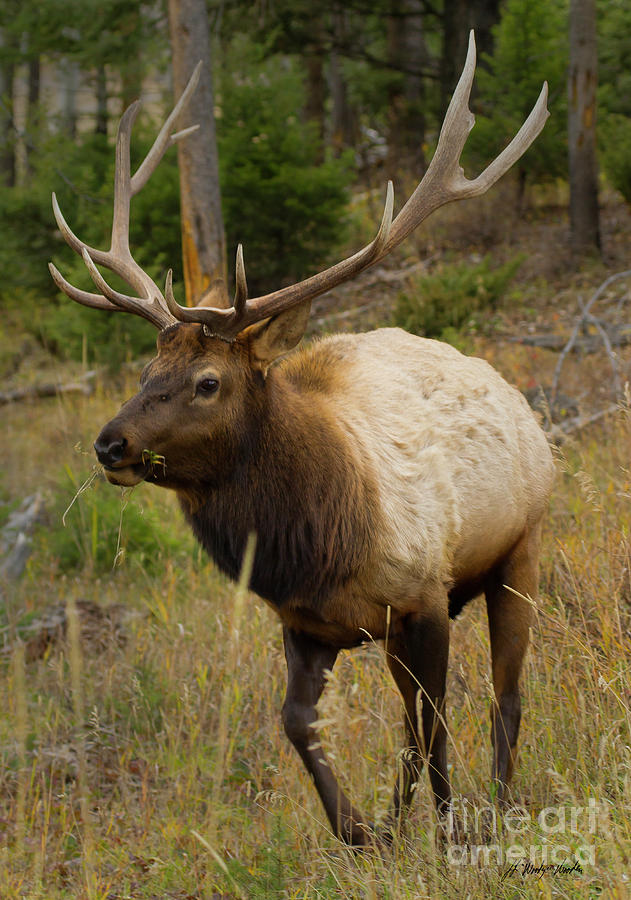Bull Elk-Signed-#6604 Photograph by J L Woody Wooden