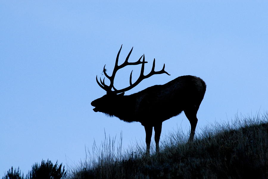 Yellowstone National Park Photograph - Bull Elk Silhouette by Larry Ricker