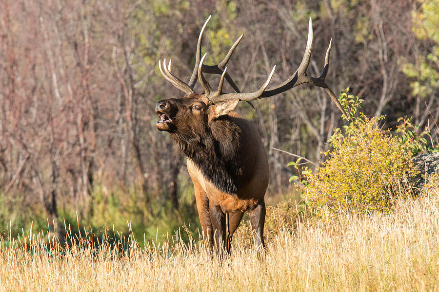 Bull Elk Sounds a Warning Photograph by Tony Hake