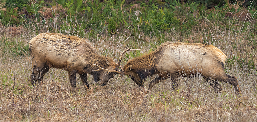 Bull Elk Sparring Photograph by Loree Johnson