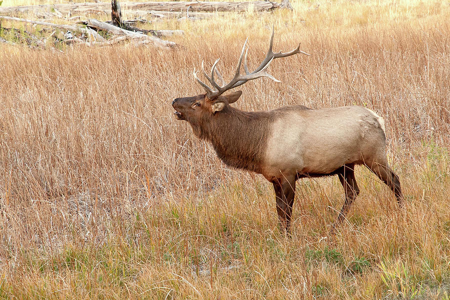 Bull Elk Photograph by Steve Stuller