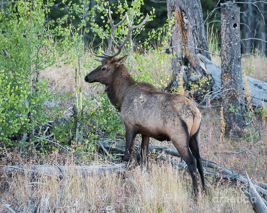 Bull Elk Photograph by Steven Natanson