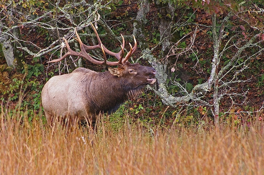 Bull Elk Photograph by Ulrich Burkhalter