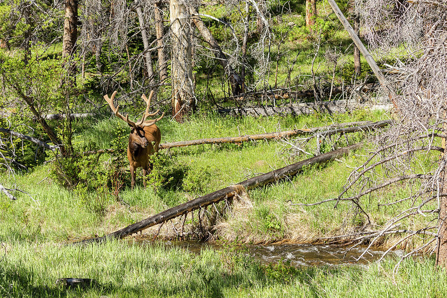 Bull Elk Velvet Photograph by James BO Insogna