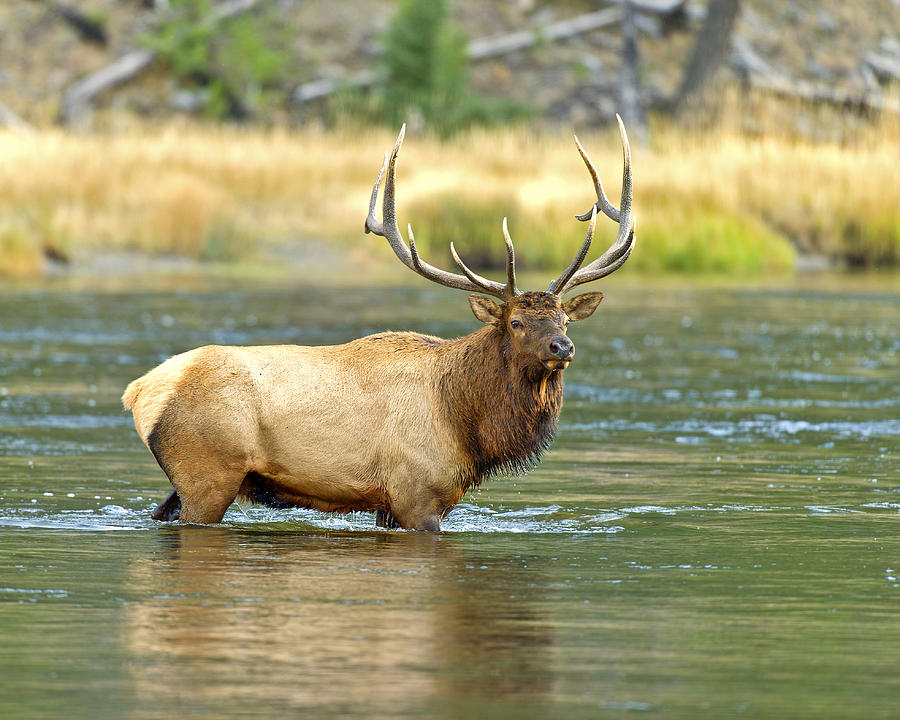 Bull Elk wading the Madison River Photograph by Gary Langley - Fine Art ...