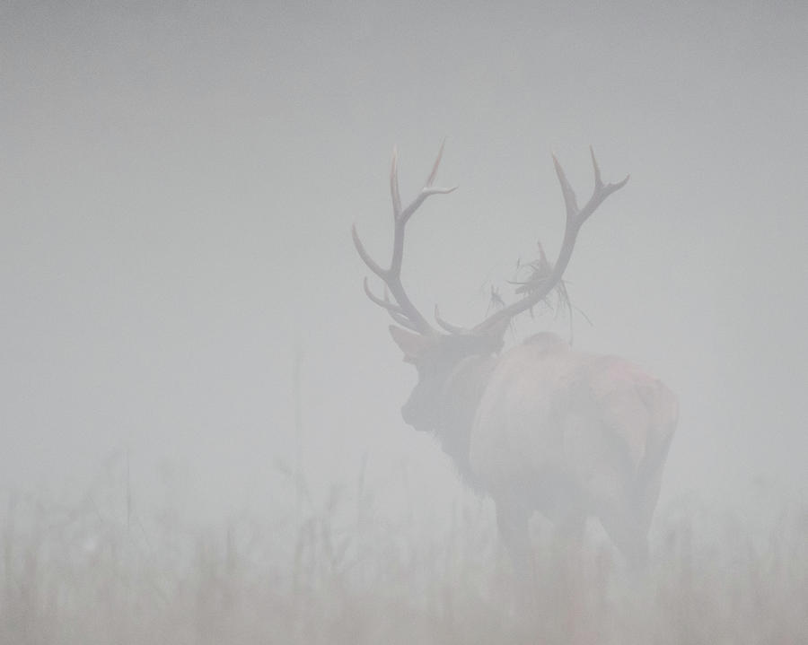 Bull Elk Walks Away into Fog Photograph by Kelly VanDellen