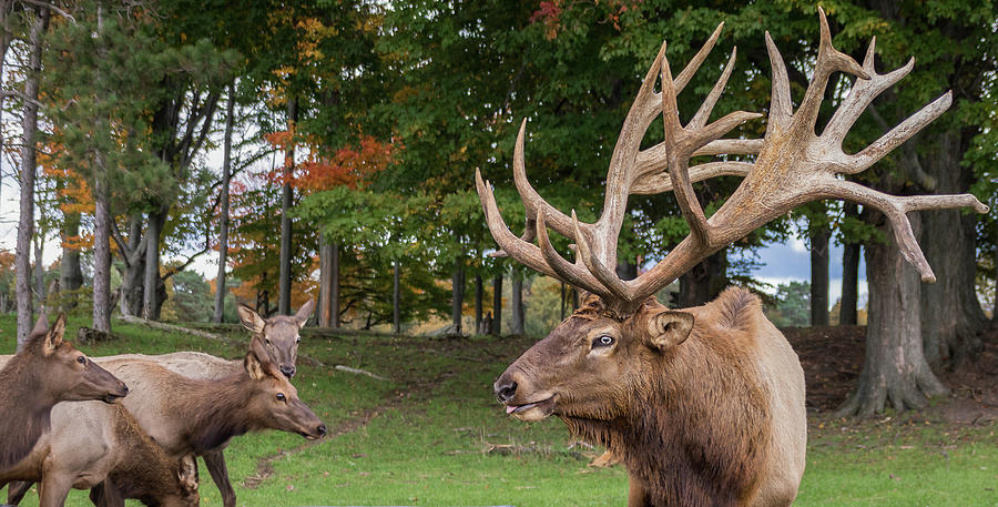 Bull elk with does Photograph by Sandy Roe