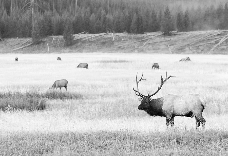 Bull Elk with Harem Photograph by Max Waugh