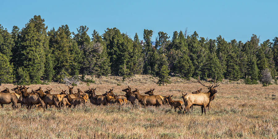 Bull Elk With Harem Photograph by Yeates Photography