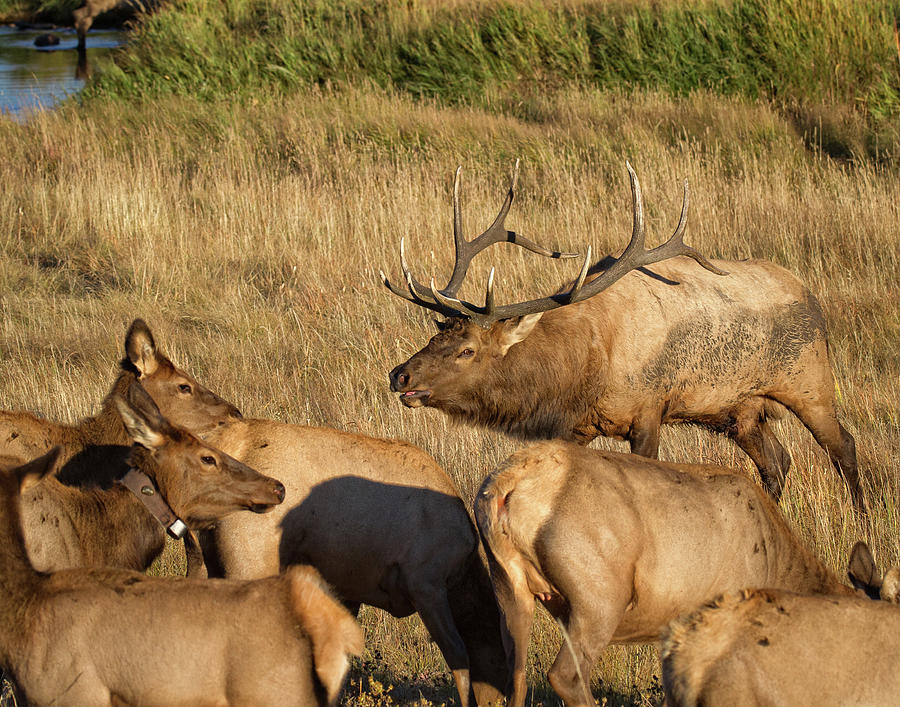 Bull Elk with his Harem Photograph by Ronald Lutz