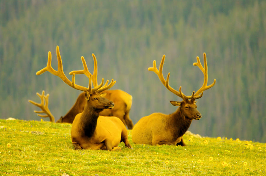 Bull Elks in Velvet Photograph by Jeff Swan