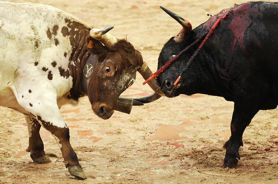 Bull Photograph - Bull Fight by Rafa Rivas