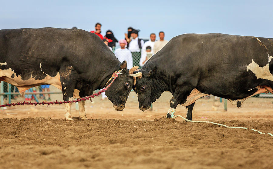 Bull fighting in Fujairah Photograph by Alexey Stiop