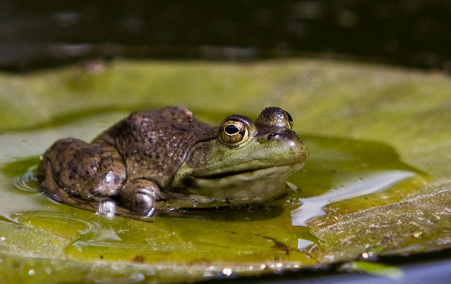 Bull frog Photograph by Joseph Dlhopolsky - Pixels